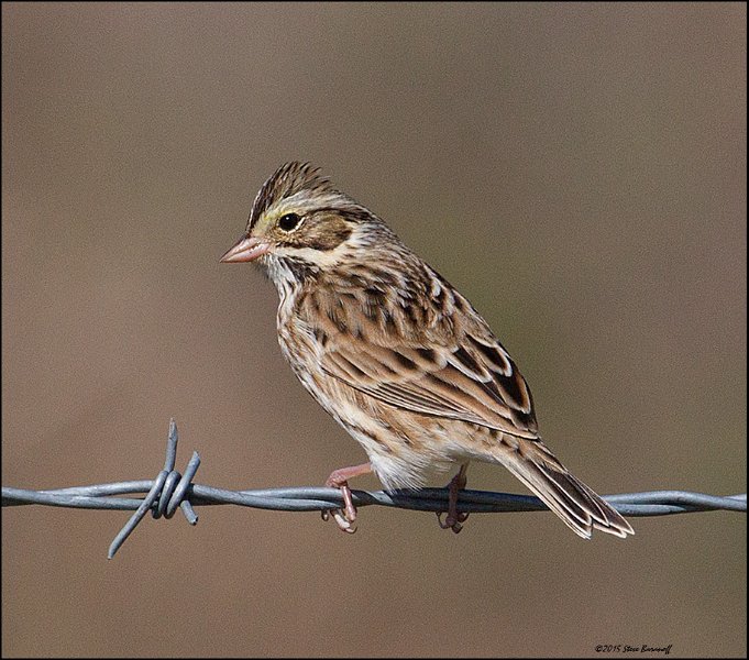 _5SB9427 harris sparrow.jpg